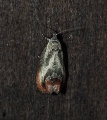 Olethreutes hamameliana
