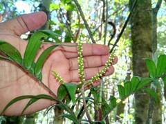 Dypsis concinna