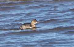 Tachybaptus ruficollis