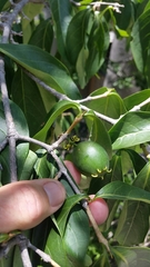 Vangueria