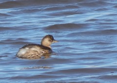 Tachybaptus ruficollis