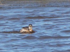 Tachybaptus ruficollis