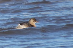 Tachybaptus ruficollis