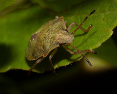 Dendrocoris