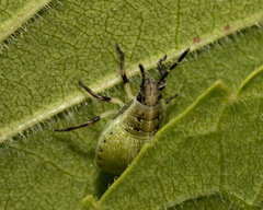 Dendrocoris