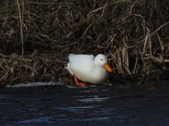 Anas platyrhynchos domesticus