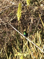 Eulampis holosericeus