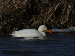Anas platyrhynchos domesticus