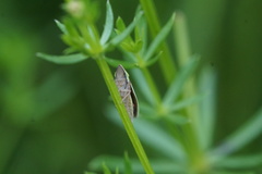 Draeculacephala constricta