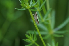 Draeculacephala constricta