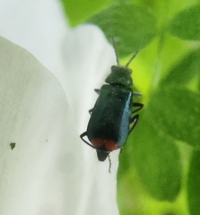 Malachius