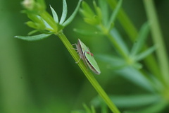 Draeculacephala constricta