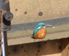 Alcedo atthis