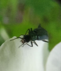 Malachius