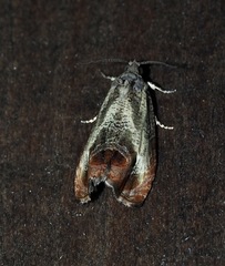 Olethreutes hamameliana