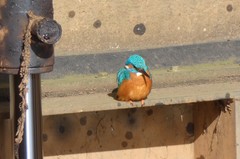 Alcedo atthis