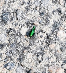 Cicindela denikei