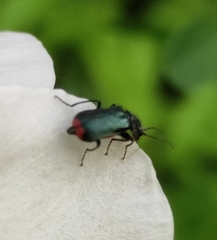 Malachius