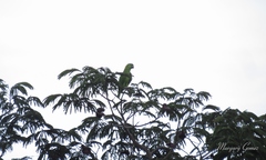 Amazona auropalliata