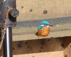 Alcedo atthis