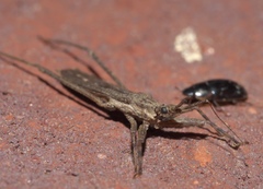 Pygolampis pectoralis