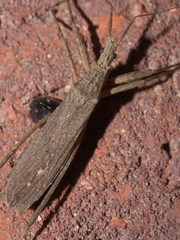 Pygolampis pectoralis