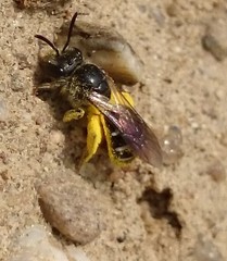 Lasioglossum quadrinotatum