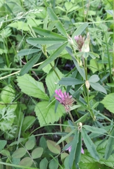Trifolium lupinaster