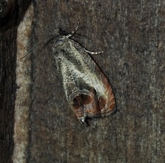 Olethreutes hamameliana