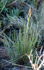 Astragalus conjunctus