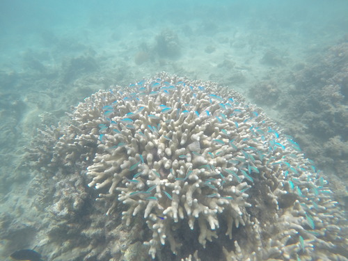 Chromis observed 2015-02-15