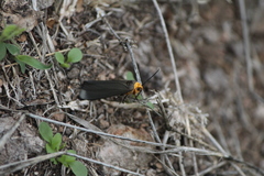 Gnamptonychia ventralis