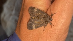 Xanthomantis contaminata