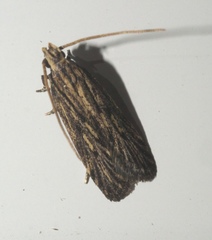 Spinitibia hodgesi