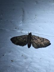 Eupithecia palpata