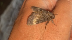 Xanthomantis contaminata