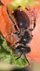 Calliopsis subalpina