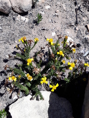 Senecio lycopodioides