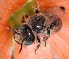 Calliopsis subalpina