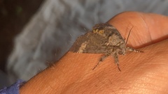 Xanthomantis contaminata