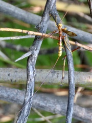 Megarhyssa macrurus icterosticta