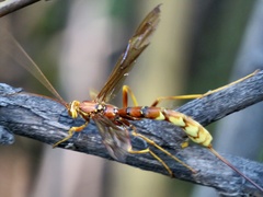 Megarhyssa macrurus icterosticta