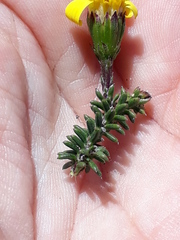 Senecio lycopodioides