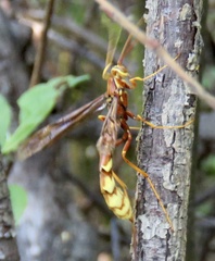 Megarhyssa macrurus icterosticta