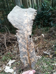 Magnolia obovata