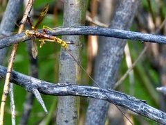 Megarhyssa macrurus icterosticta