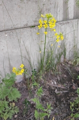 Sisymbrium loeselii