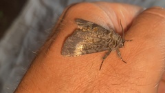 Xanthomantis contaminata