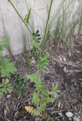 Sisymbrium loeselii