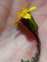 Senecio lycopodioides